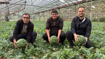 Antalya’da  kış karpuzu hasadı için geri sayım başladı