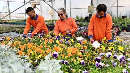 Çiçek Desenleri Günleri için 130 bin dal çiçek yetiştiriliyor