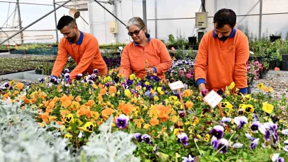 Çiçek Desenleri Günleri için 130 bin dal çiçek yetiştiriliyor