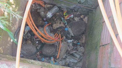 İtfaiyeden rögarda üç kirpi, bacada serçe mesaisi