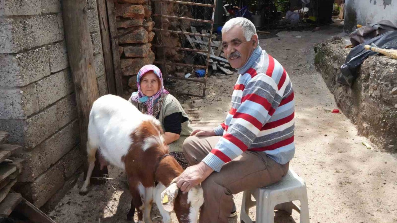 Keçileriyle ömür geçirdiler, şikayetle yıkıldılar: "Uykularımız kaçtı"