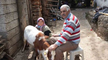 Keçileriyle ömür geçirdiler, şikayetle yıkıldılar: "Uykularımız kaçtı"