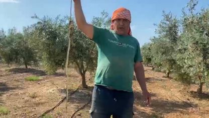 Serada karpuz toplarken yılanla burun buruna geldi