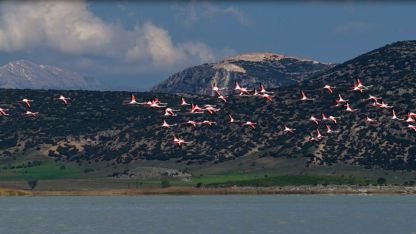 Göldeki flamingolar hayran bıraktı