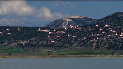 Göldeki flamingolar hayran bıraktı