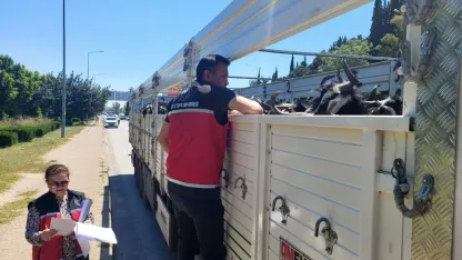 Hayvan nakil araçlarına sıkı denetim