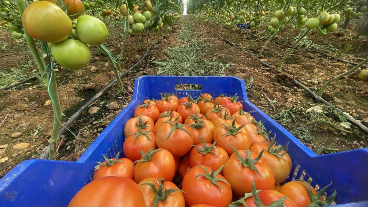 Antalya hallerinde Nisan ayında domatesin miktarı azaldı, fiyatı arttı