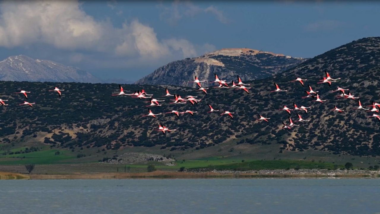 Göldeki flamingolar hayran bıraktı