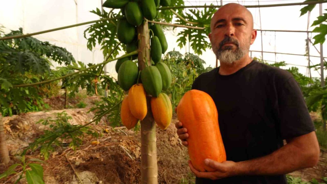 Tropikal papaya meyvesinde hasat heyecanı: Kilosu 90 TL’ye kadar çıkıyor