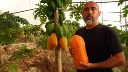 Tropikal papaya meyvesinde hasat heyecanı: Kilosu 90 TL’ye kadar çıkıyor