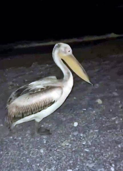 Dünyaca ünlü sahilde pelikan şaşkınlığı