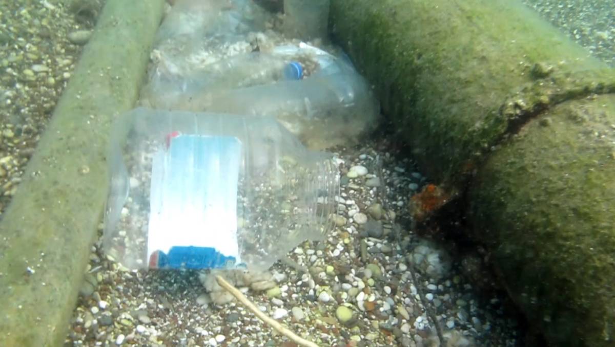 Sigara izmaritleri denizde pamuk tarlasına dönüştü