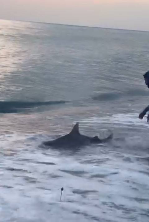 Amatör kıyı balıkçısının oltasına köpek balığı takıldı