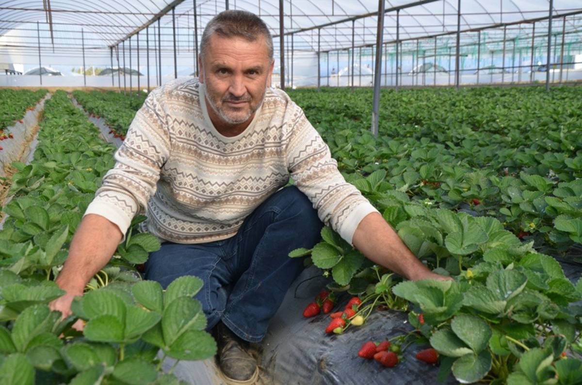 Kadriye çileğine coğrafi işaret başvurusu