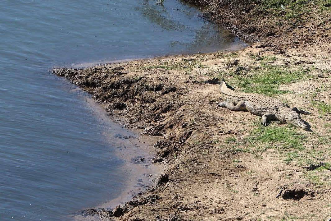 Objektife yansıyan vahşi yaşam