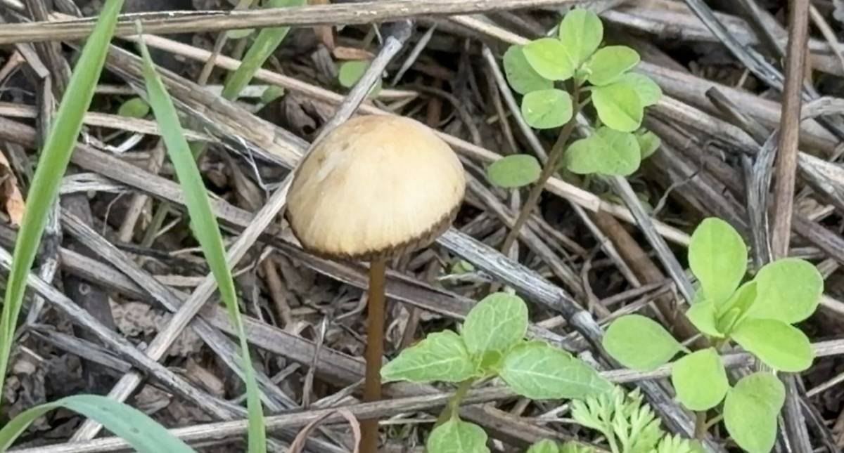 Yenilebilir olduğu düşünülen her 3 mantardan 1'i sizi hastanelik edebilir'