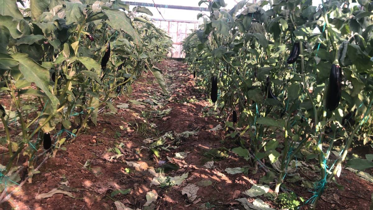 Yeni yıla ’don’ nöbetiyle girdiler