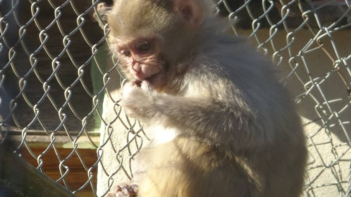 Terminalde koli içinde yakalanan yavru maymunun ’Fıstık’ gibi hayatı oldu