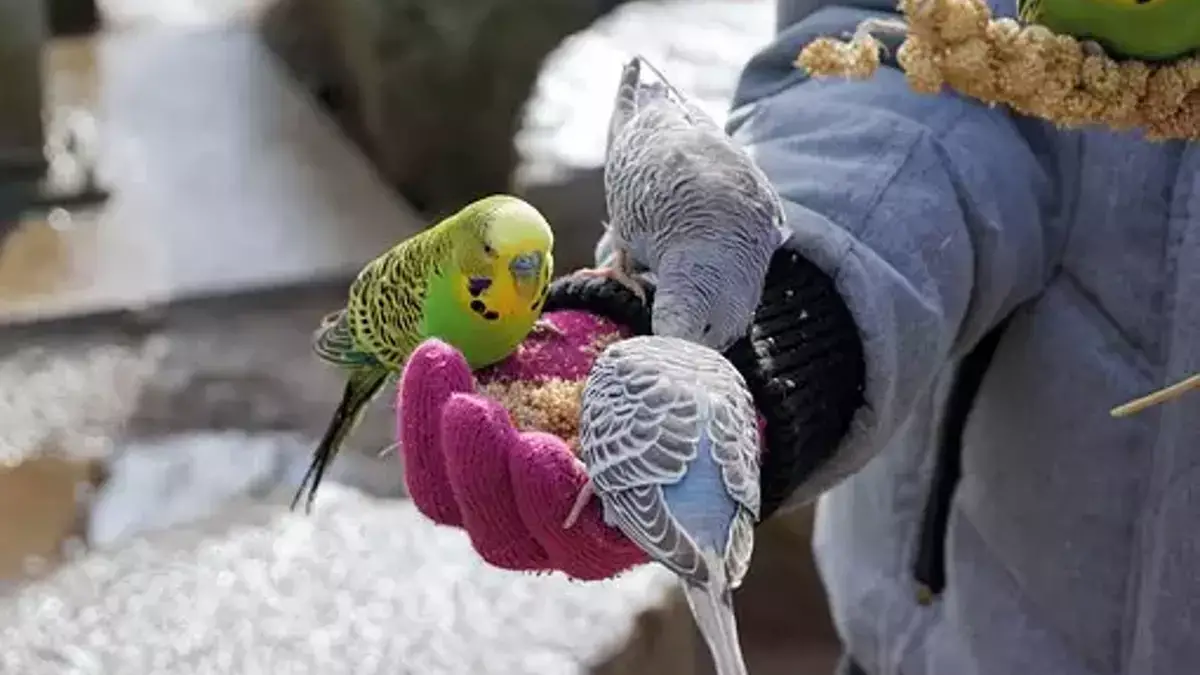Kuş besleyenlere kritik uyarı: Akciğerde geri dönüşümsüz hasar riski
