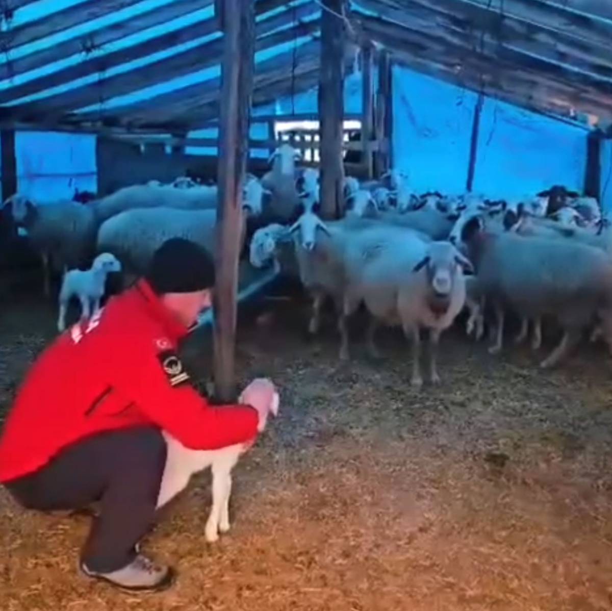 Aşırı yağışta mahsur kalan çoban ve hayvanlara jandarmadan yardım