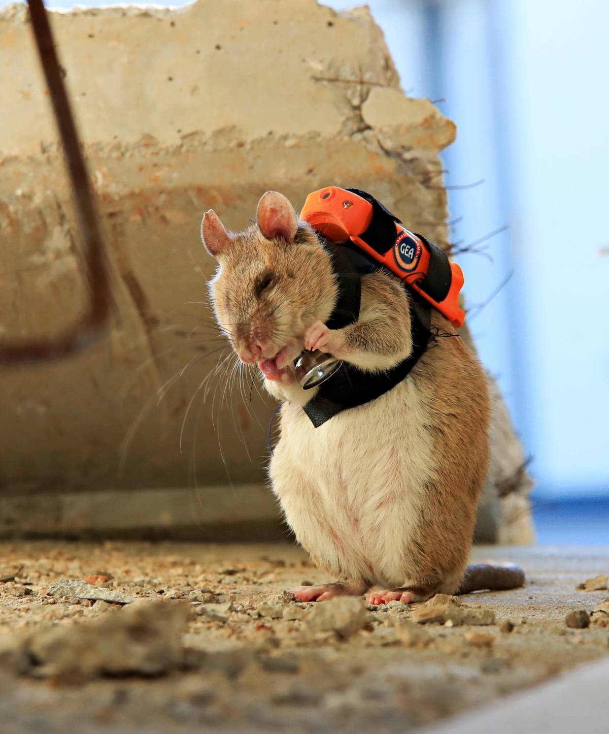 Antalya’da eğitilen Afrika keseli sıçanları enkaz altındaki 