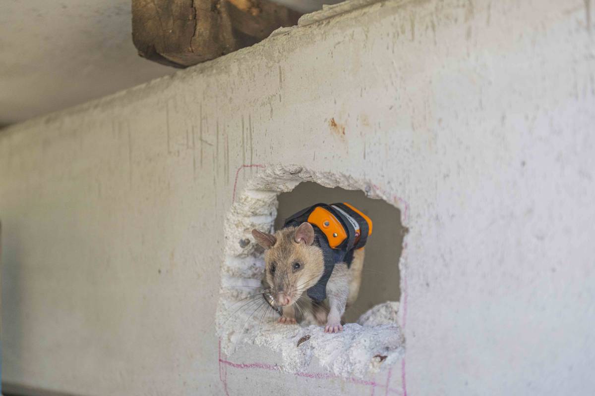 Antalya’da eğitilen Afrika keseli sıçanları enkaz altındaki 