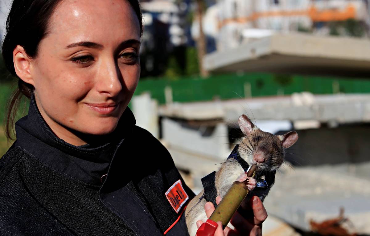 Antalya’da eğitilen Afrika keseli sıçanları enkaz altındaki 