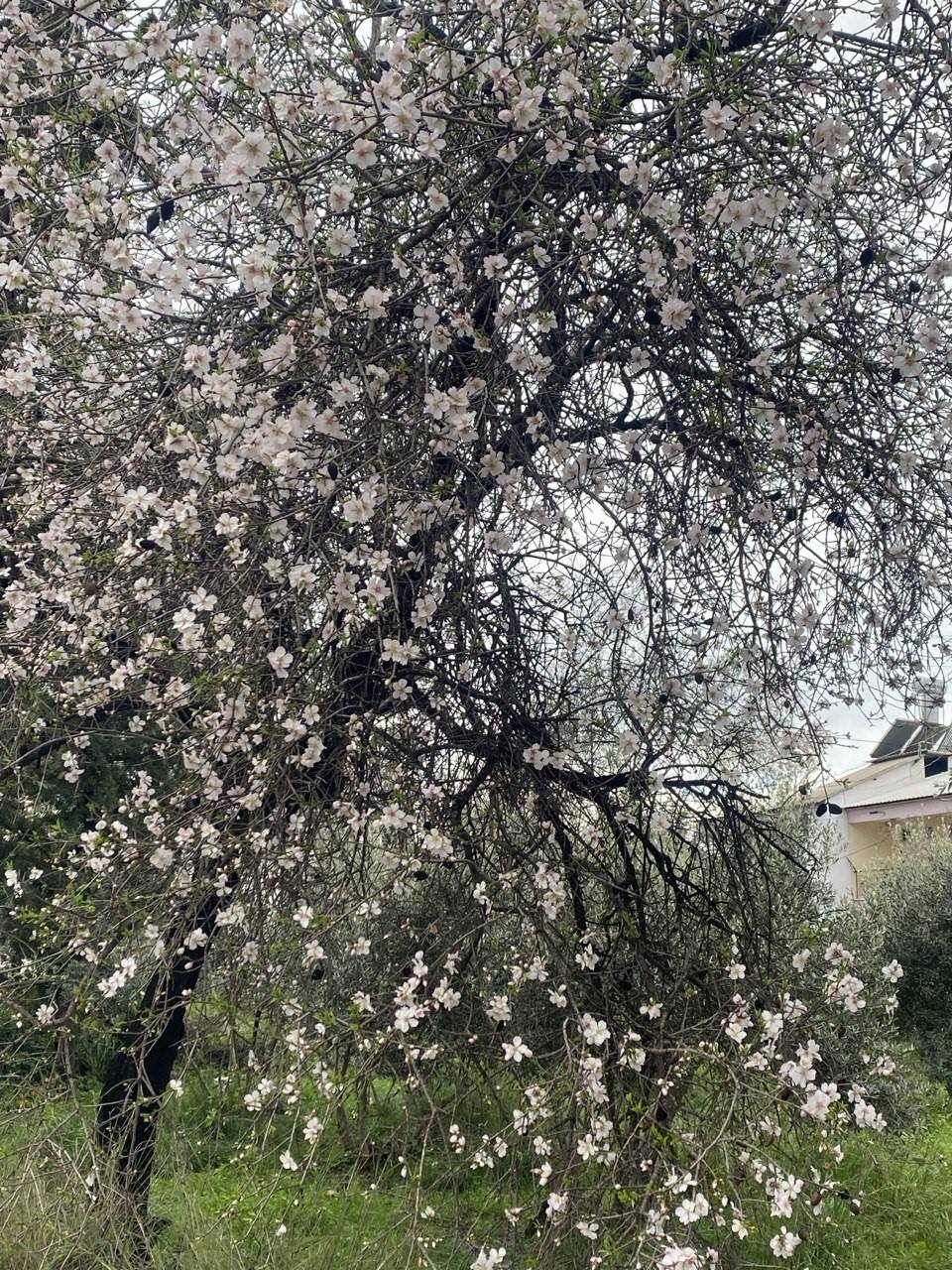 Aksu’da badem ağaçları şubat ortasında çiçek açtı