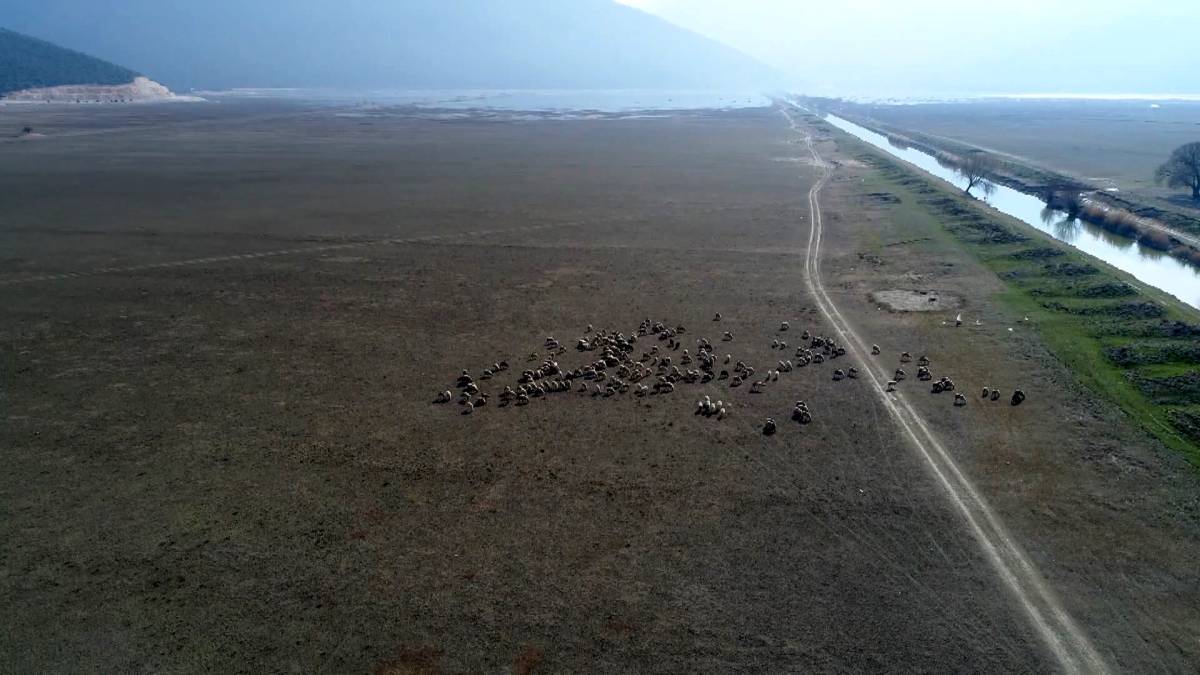 Avlan Gölü'nde Hayvanların Otladığı Anlar Su Sevinciyle Taçlandı