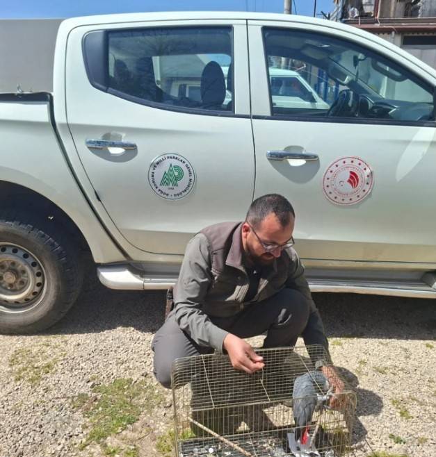 Antalya’da belgesiz papağan bulunduran işletme sahibine 15 bin TL ceza